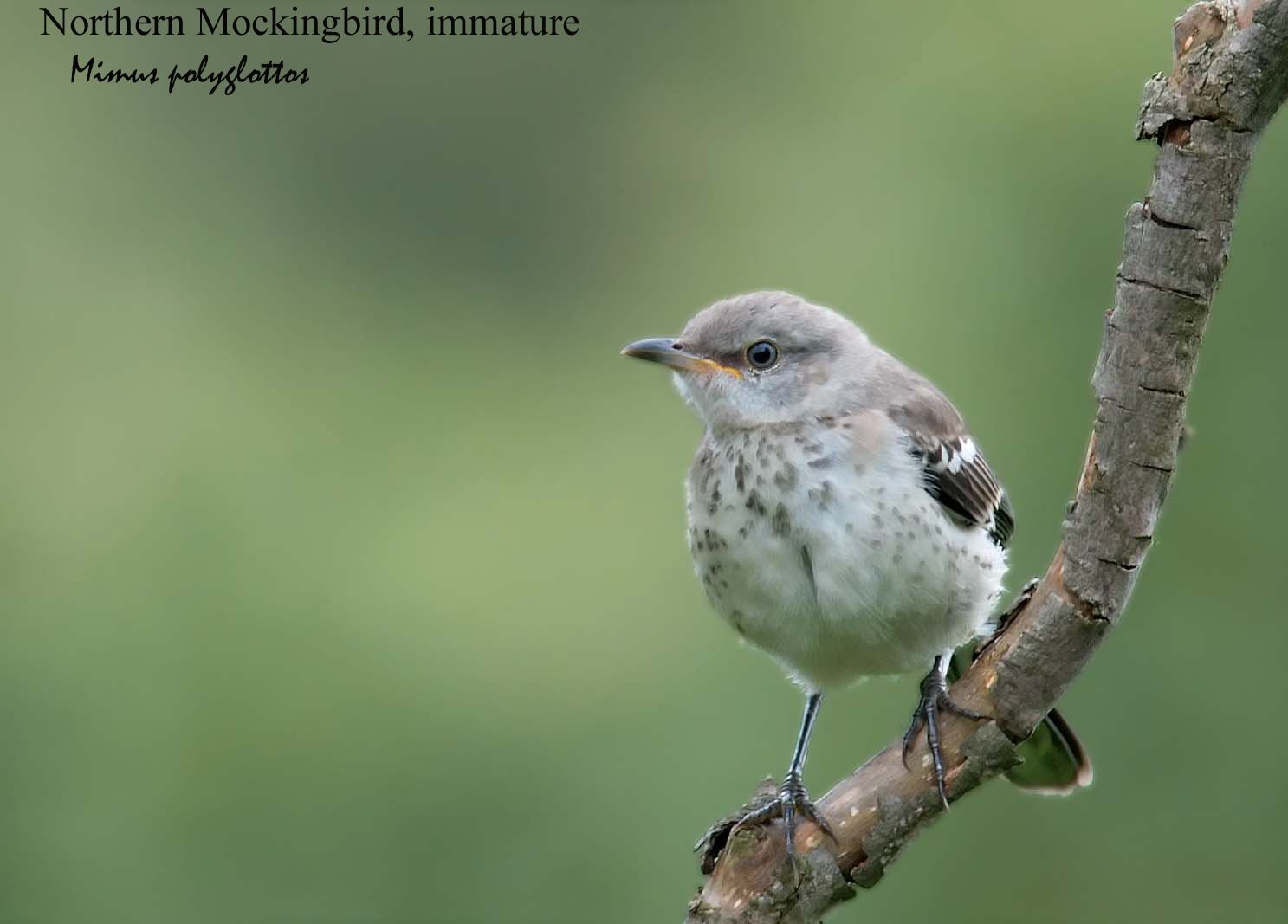Northern Mockingbird - 1